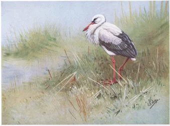 Weißstorch (Lithografie)