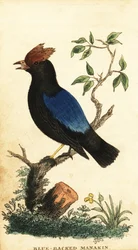 Blaukopf-Manakin, Chiroxiphia pareola, 1800 (Gravur)