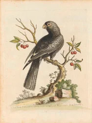 Vögel I Singapur Tafel 5