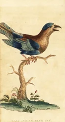 Indischer Roller, Coracias benghalensis