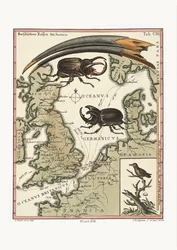 Der Schnabel des ägyptischen Ibis und der kleinste Kolibri, 1749-73