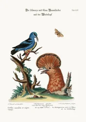 Der Schwarz- und Blaukriecher und die Wiedehopfhenne, 1749-73