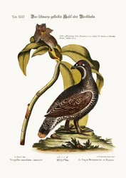 Der schwarze und gefleckte Auerhahn, 1749-73