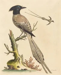 Der Schwarz-Weiß-Kronenvogel des Paradieses
