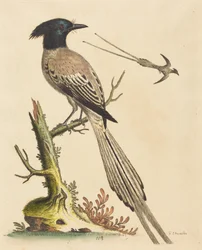 Der schwarz-weiße Haubenparadiesvogel