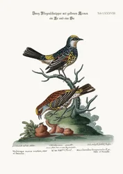 Die Goldscheitel-Fliegenschnäpper, Hahn und Henne, 1749-73