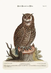 Der große Horned Owl aus Athen, 1749-73