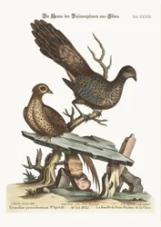 Der Hühnerpfau aus China, 1749-73