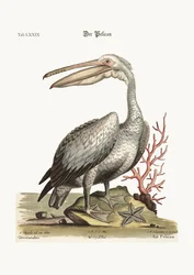 Der Pelikan, 1749-73
