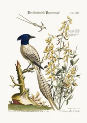 Der bunte Paradiesvogel, 1749-73