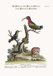 Der Rotbrustkolibri, der Grünkehlkolibri und die Haselmaus, 1749-73