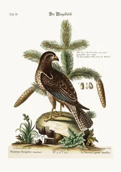 Der Rotschwanzbussard, 1749-73