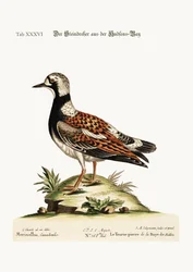 Der Steinwälzer aus der Hudson-Bucht, 1749-73