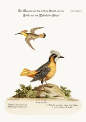 Der Weißgesicht-Manakin und der Rubin-Kolibri, 1749-73