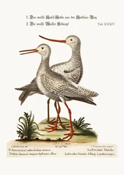 Der Weiße Uferschnepfe aus der Hudson Bay. Der Weiße Rotschenkel oder Pool-Snipe, 1749-73