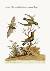 Der schwarzbäuchige grüne Kolibri, 1749-73