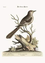Der kleine Spottdrossel, 1749-73