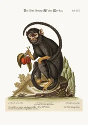Der kleine schwarze Affe, 1749-73