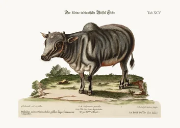 Der kleine indische Büffel, 1749-73