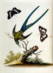 Aquarellillustration aus einem Buch seltener Vögel von G. Edwards 1750