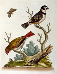 Aquarellillustration aus einem Buch seltener Vögel von G. Edwards 1750