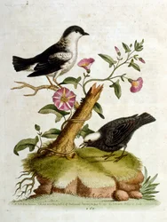 Aquarellillustration aus einem Buch seltener Vögel von G. Edwards 1750