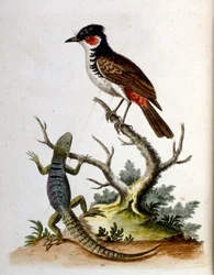 Aquarellillustration aus einem Buch seltener Vögel von G. Edwards 1750