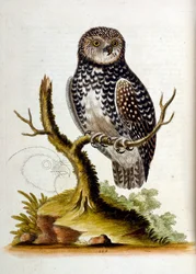 Aquarellillustration aus einem Buch seltener Vögel
