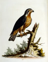 Aquarellillustration aus einem Buch seltener Vögel
