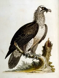 Aquarellillustration aus einem Buch seltener Vögel