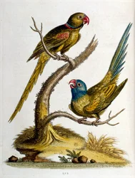 Aquarellillustration aus einem Buch seltener Vögel