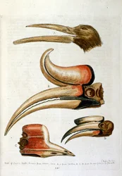 Aquarellillustration aus einem Buch seltener Vögel von G Edwards 1750