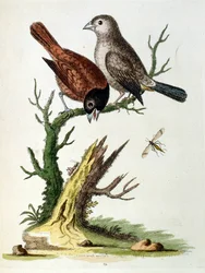 Aquarellillustration aus einem Buch seltener Vögel von G Edwards 1750