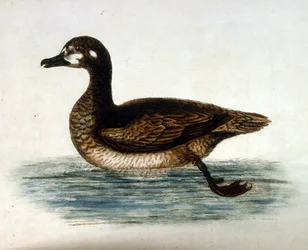 Aquarellillustration aus einem Buch seltener Vögel von G Edwards 1750