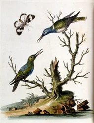 Aquarellillustration aus einem Buch seltener Vögel von G. Edwards 1750.