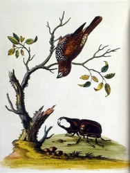 Aquarellillustration aus einem Buch seltener Vögel von G. Edwards 1750.