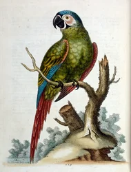 Aquarellillustration aus einem Buch seltener Vögel von G. Edwards 1750.