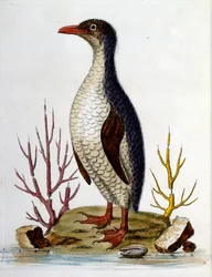 Aquarellillustration aus einem Buch seltener Vögel von G. Edwards 1750