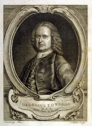 Aquarellillustration aus einem Buch seltener Vögel von G. Edwards 1750