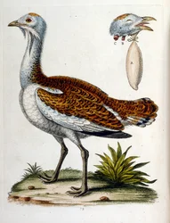 Aquarellillustration aus einem Buch seltener Vögel von G. Edwards 1750