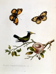 Aquarellillustration aus einem Buch seltener Vögel von G. Edwards, 1750