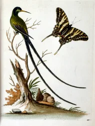Aquarellillustration aus einem Buch seltener Vögel von G. Edwards, 1750