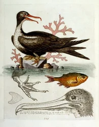 Aquarellillustration aus einem Buch seltener Vögel von G. Edwards, 1750