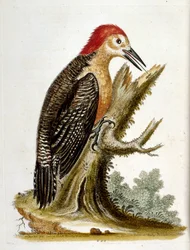 Aquarellillustration aus einem Buch seltener Vögel von G. Edwards, 1750