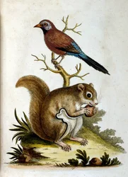 Aquarellillustration aus einem Buch seltener Vögel von G. Edwards, 1750