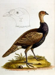 Aquarellillustration aus einem Buch seltener Vögel von G. Edwards 1750