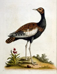 Aquarellillustration aus einem Buch seltener Vögel von G Edwards 1750