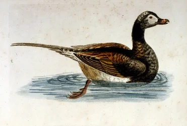 Aquarellillustration aus einem Buch seltener Vögel von G. Edwards 1750