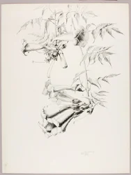 Ohne Titel (Trompetenblume)