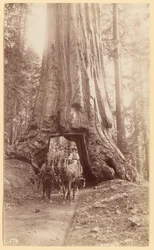 Wawona, zeigt Bühne im Baum (Durchmesser, 30 Fuß). Mariposa Grove.